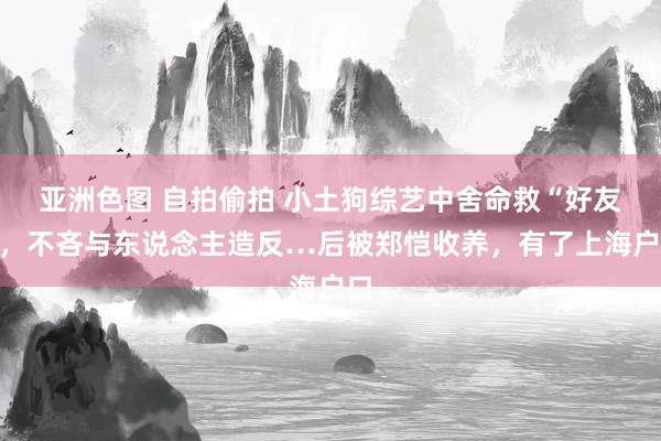 亚洲色图 自拍偷拍 小土狗综艺中舍命救“好友”，不吝与东说念主造反…后被郑恺收养，有了上海户口