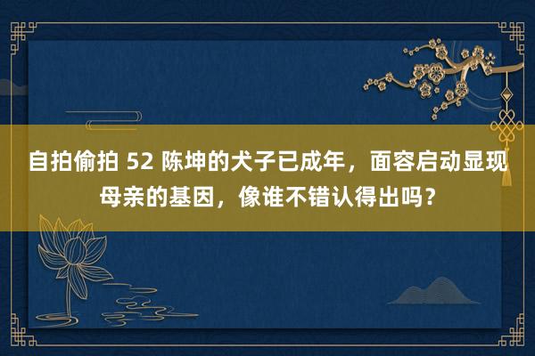 自拍偷拍 52 陈坤的犬子已成年，面容启动显现母亲的基因，像谁不错认得出吗？