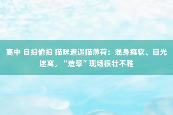 高中 自拍偷拍 猫咪遭遇猫薄荷：混身瘫软、目光迷离，“造孽”现场很壮不雅